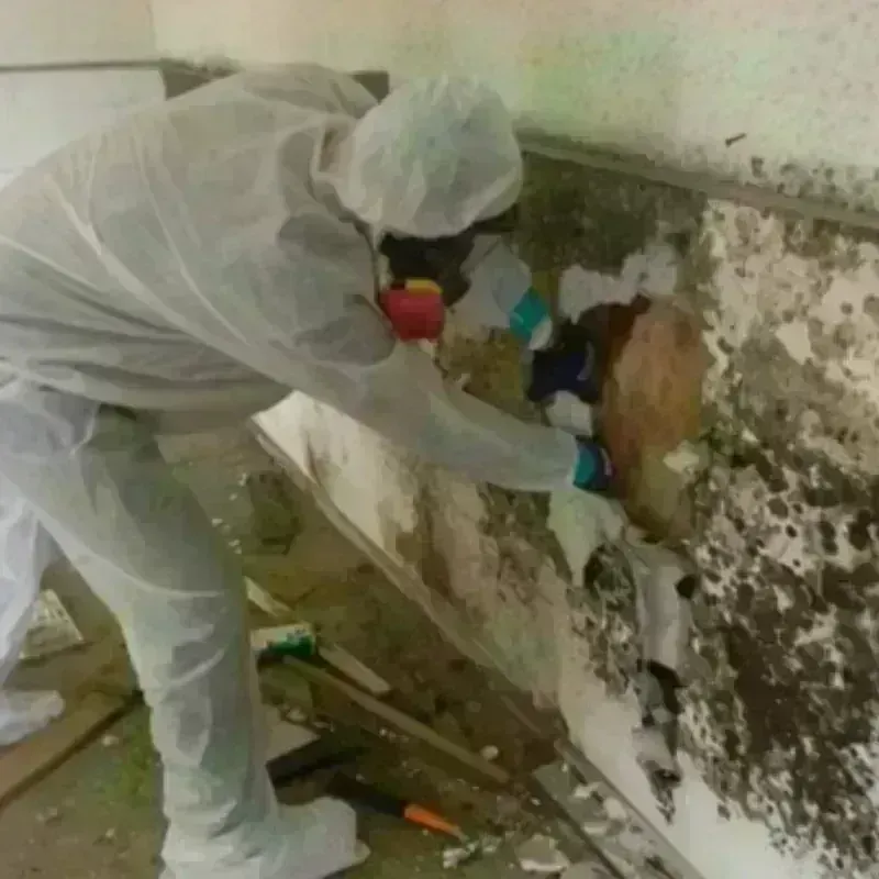 Mold Remediation and Removal in Webster County, GA